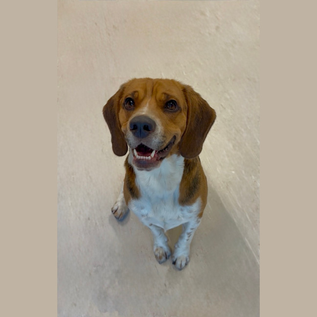 Photo of Toby