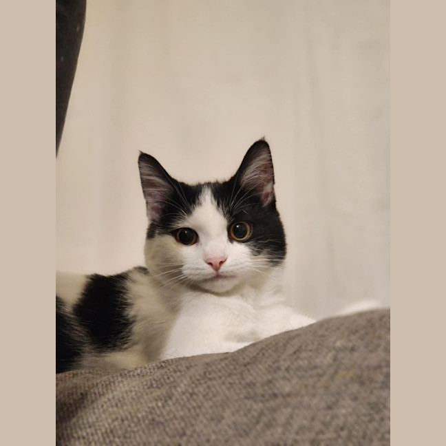 Photo of Sponge   Located In Avondale Heights