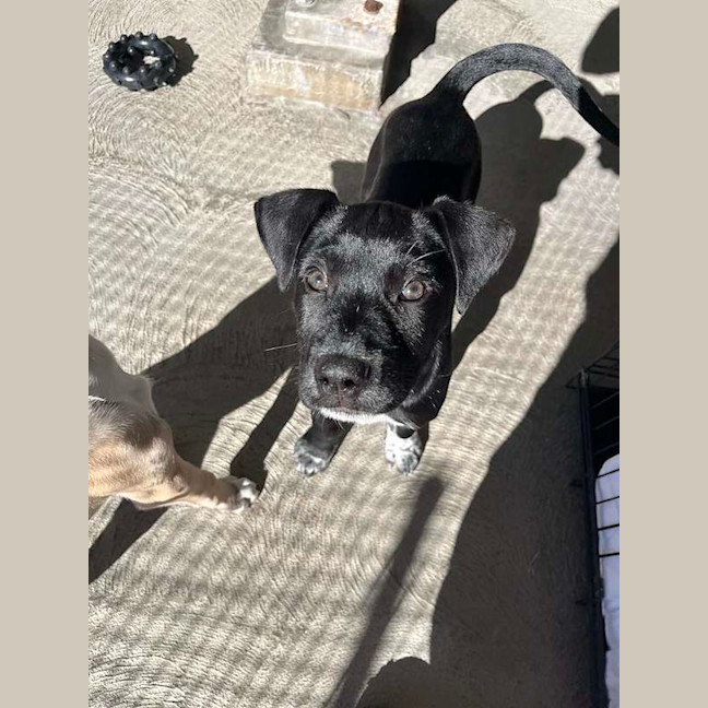 Photo of Otis