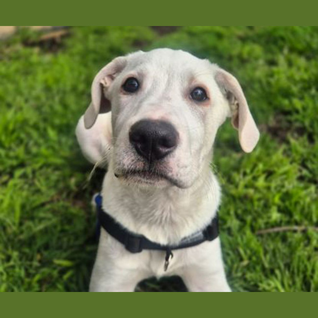 Photo of Apollo