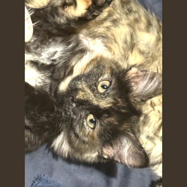 Photo of Lettie