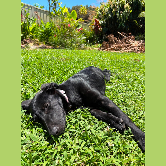 Photo of Bella