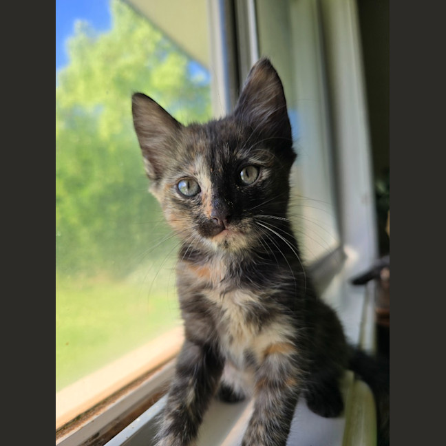 Photo of Paisley