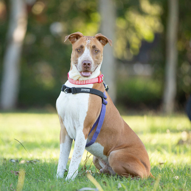 Photo of Buddy