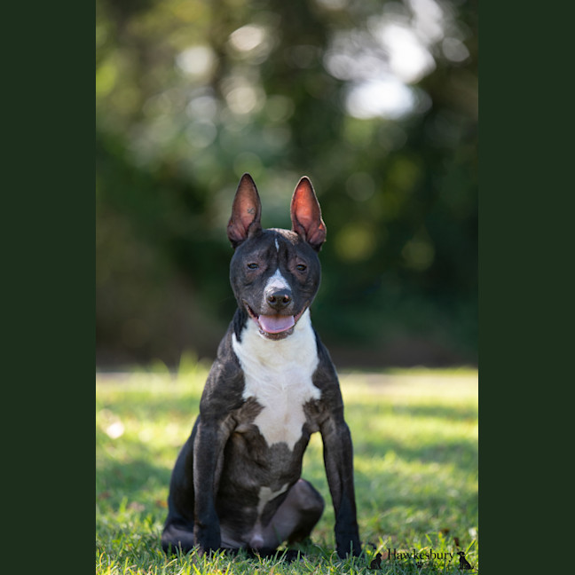 Photo of Darcy