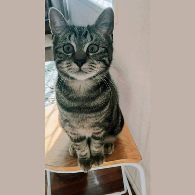 Photo of Phoebe 