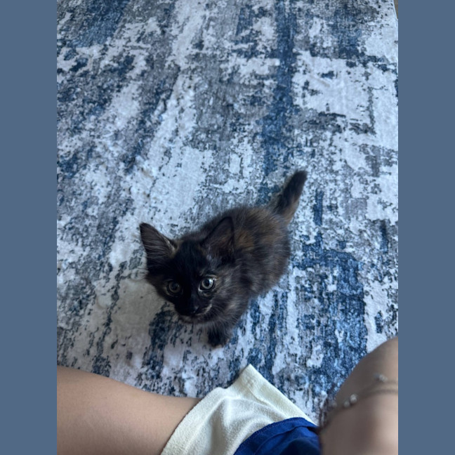 Photo of Feta & Olive