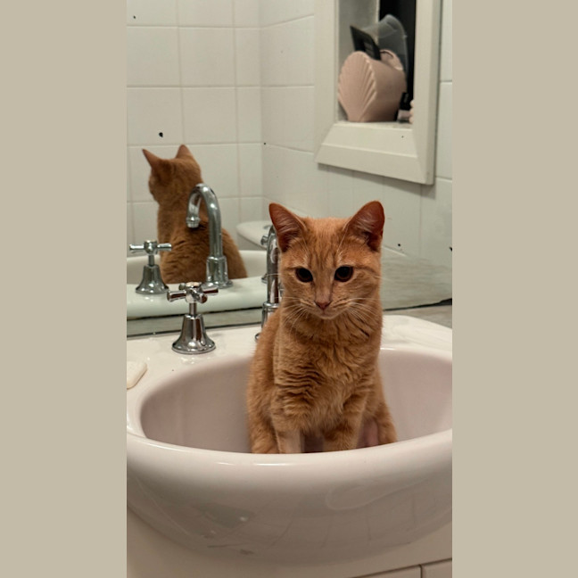 Photo of Latte