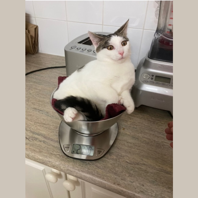 Photo of Skittles