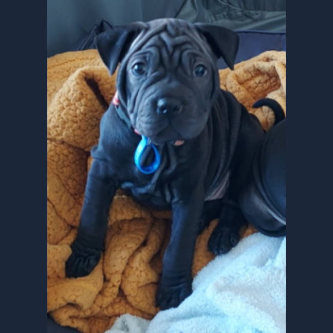 Photo of Celeste