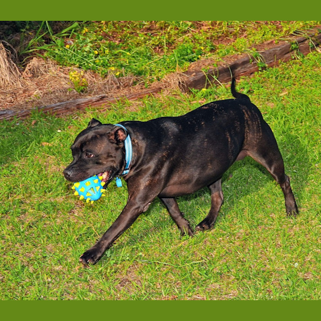 Photo of Brandy