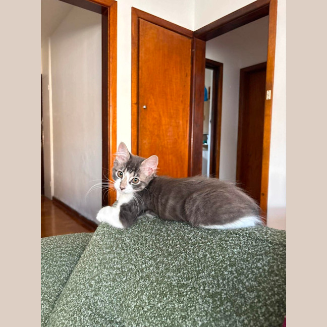 Photo of Louie