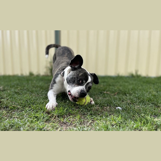 Photo of Bug