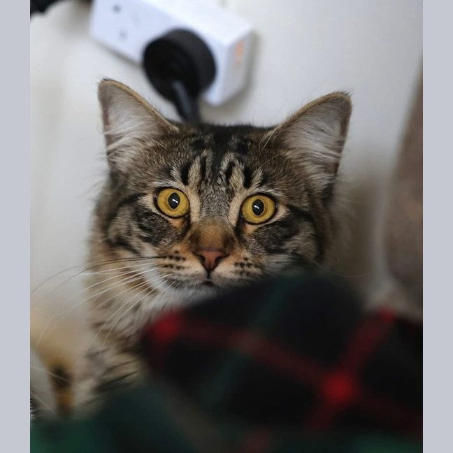 Photo of Elmo (Disco)