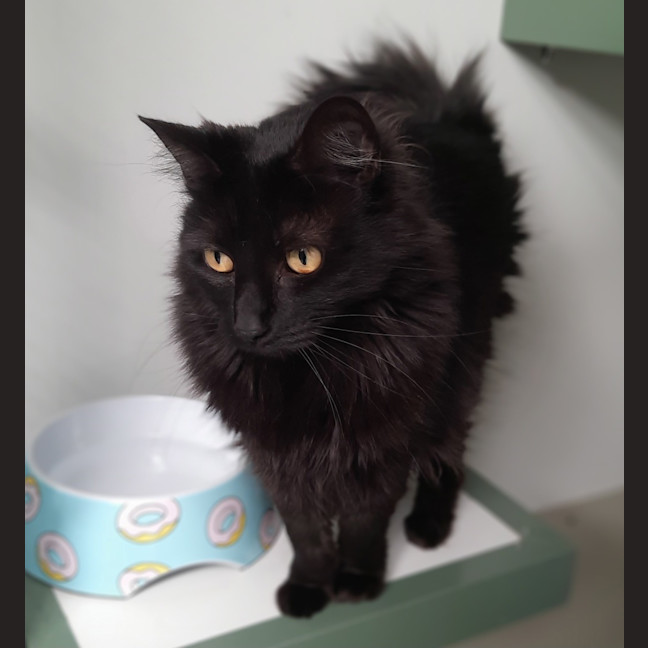 Photo of Dora