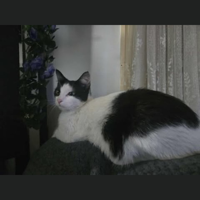 Photo of Rosie
