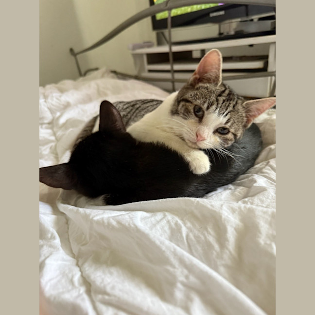 Photo of Hiccup (With Astrid)