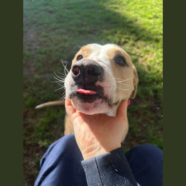 Photo of Fifi 