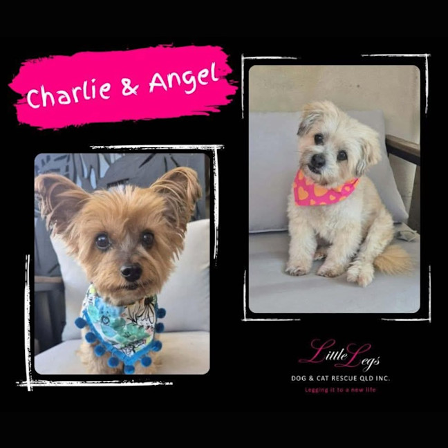 Photo of Charlie & Angel