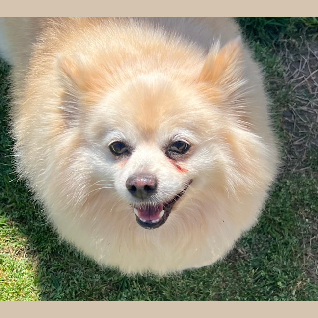 Photo of Daisy   12 Year Old Pomeranian 