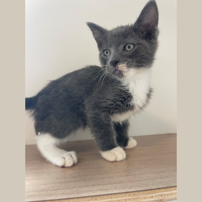 Photo of C1577 Frodo