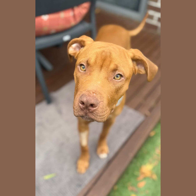 Photo of Bronson
