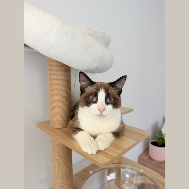 Photo of Toast