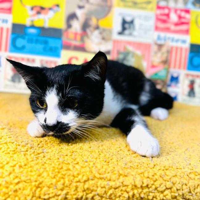 Photo of Nova   Located In Preston 