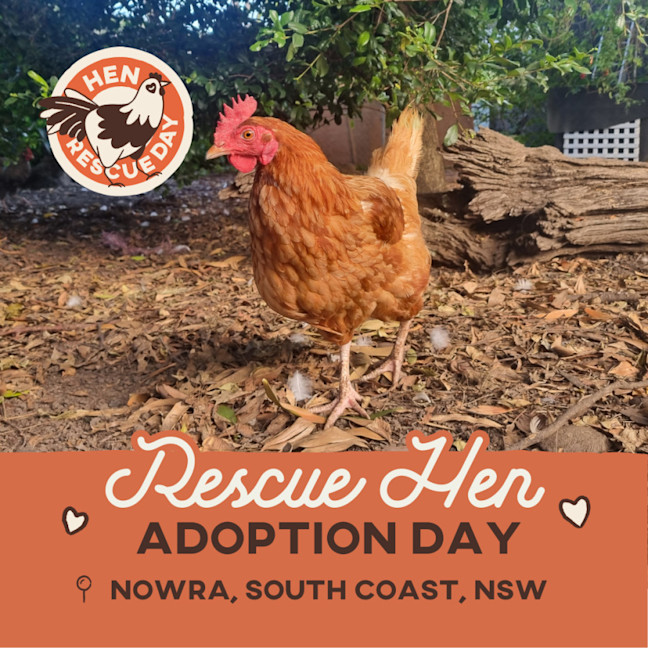 Photo of Rescue Hens