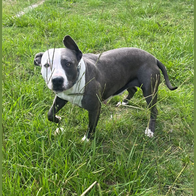 Photo of Koda (8147)