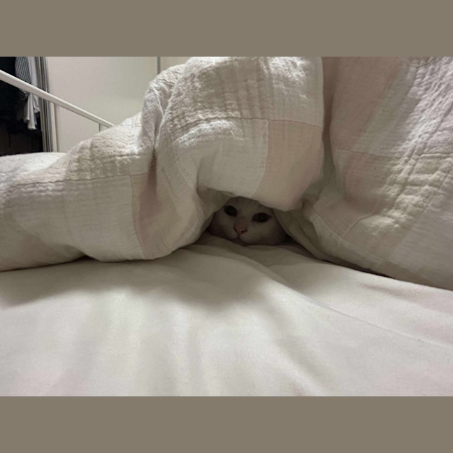 Photo of Mochi