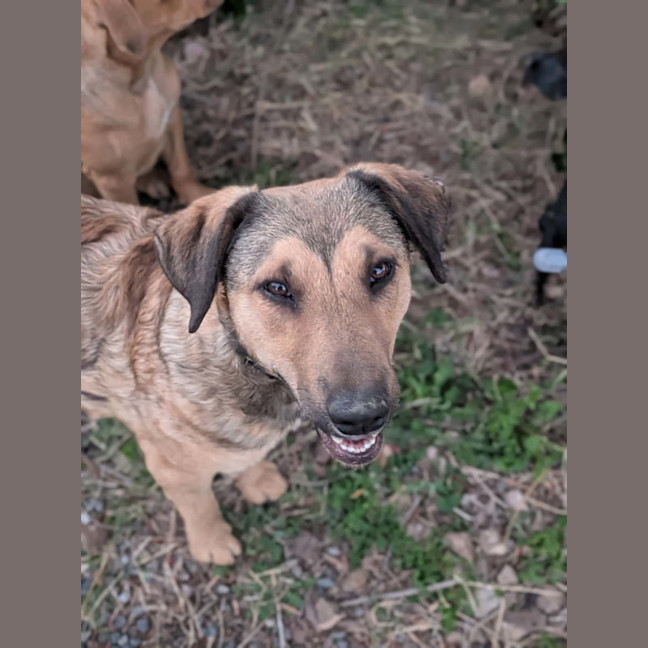 Photo of Lucky