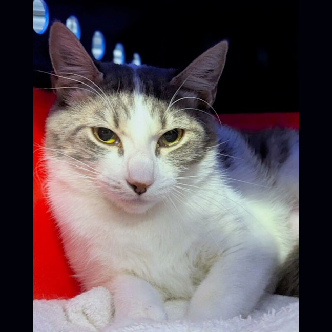 Photo of Poppy