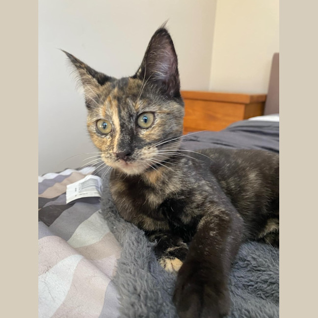 Photo of Silver (K64)