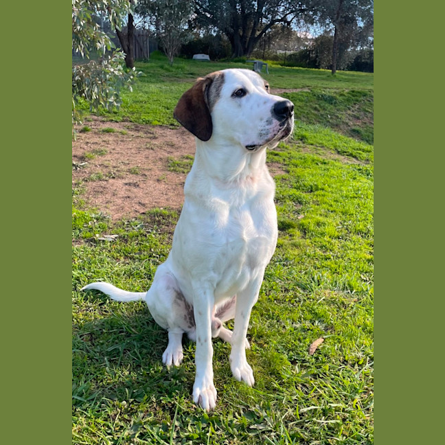 Photo of Pirate 