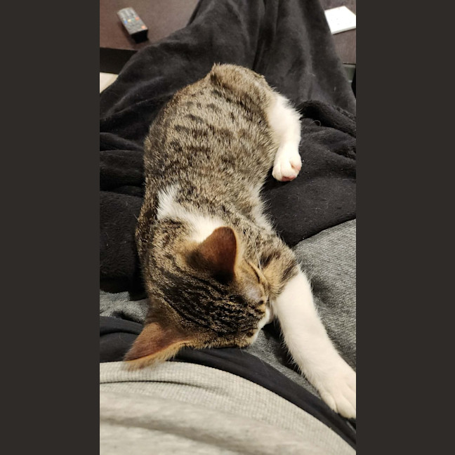 Photo of Peanut