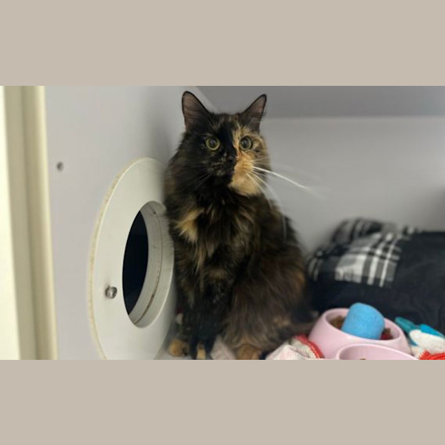 Photo of Mystique
