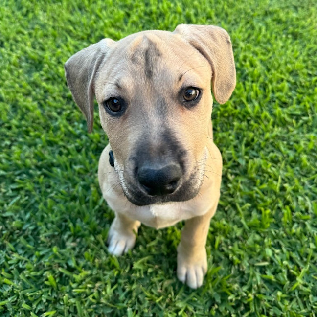 Photo of Rusty