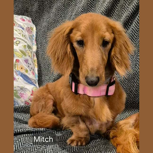 Photo of Mitch