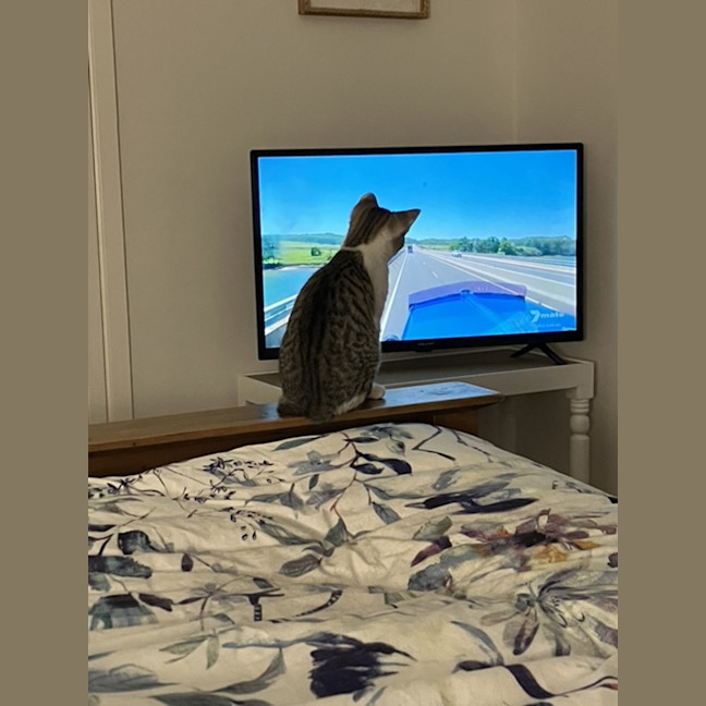 Photo of Spock & Sparrow   5 Month Old Domestic Short Hair