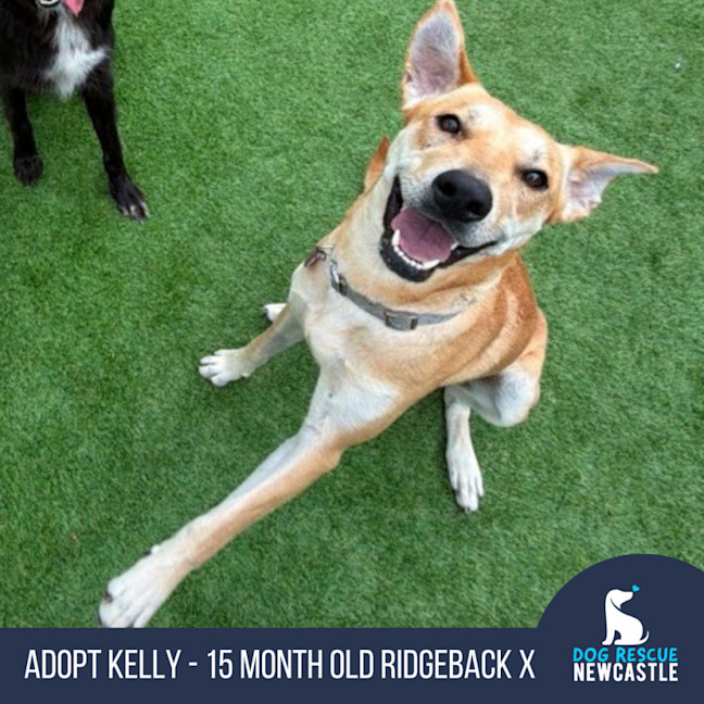 Photo of Kelly   15 Month Old Ridgeback X