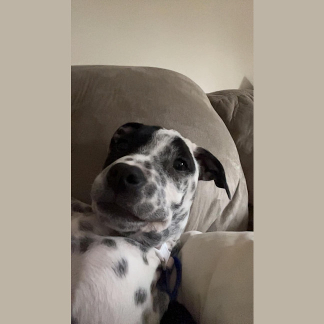 Photo of Daphne   16 Week Old Dalmatian X Cattle Dog