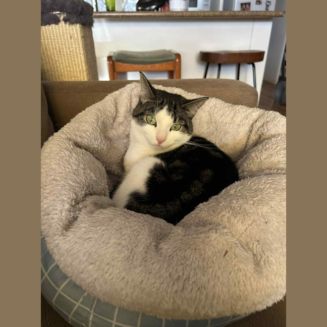 Photo of Laura * 9 Lives Project Rescue*