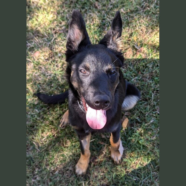 Photo of Angus