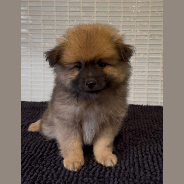 Photo of Bear