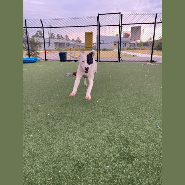 Photo of Wallace Imp 1417