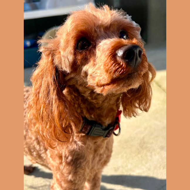 Photo of Buddy 