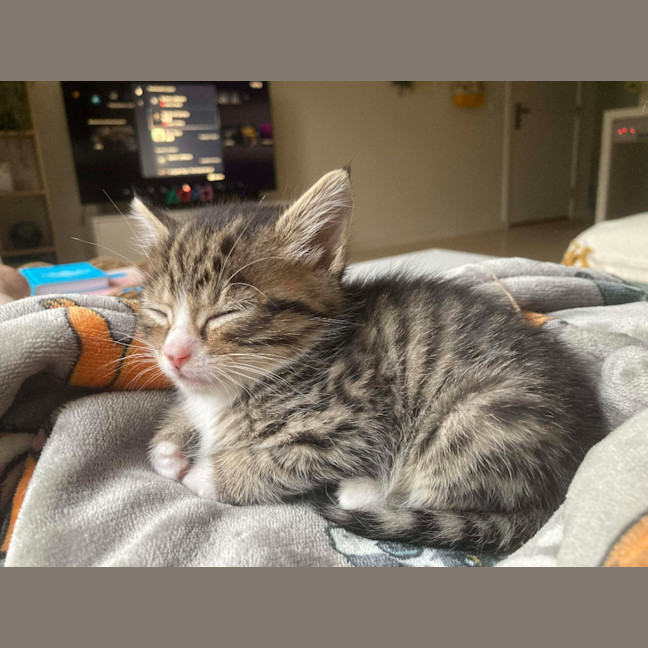 Photo of Camp Chair (Cc)