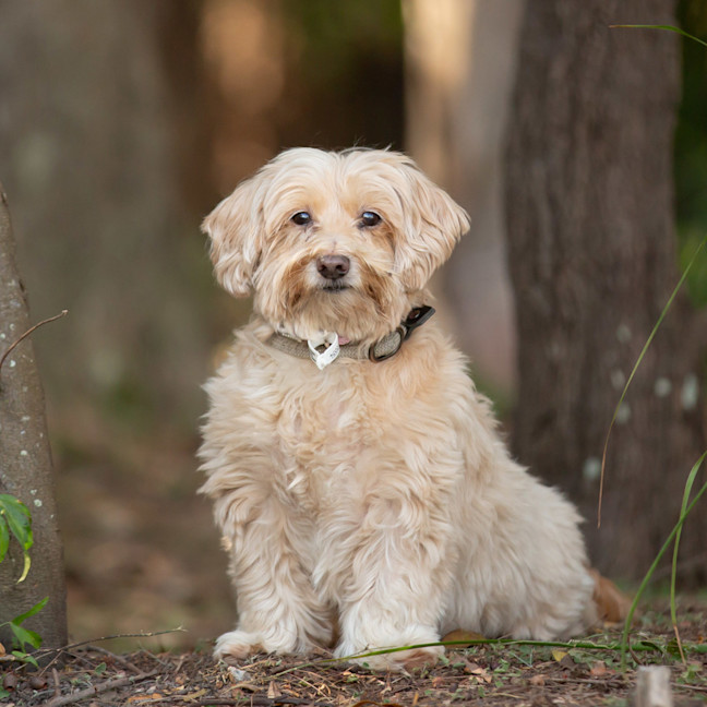 Photo of Rosie