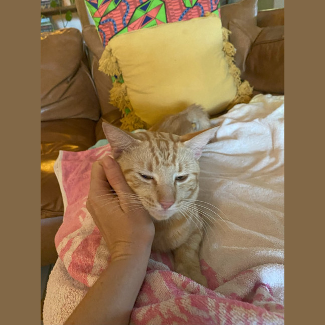 Photo of Tika